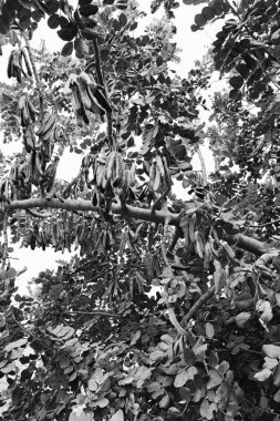 keçiboynuzu ağacı carobs tam