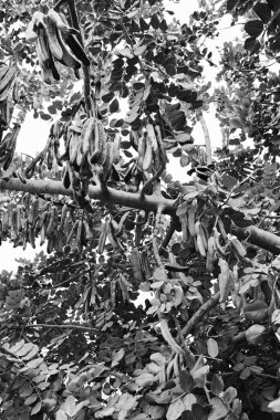 keçiboynuzu ağacı carobs tam