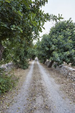 keçiboynuzu ağaçları ve Sicilya taş duvarlar