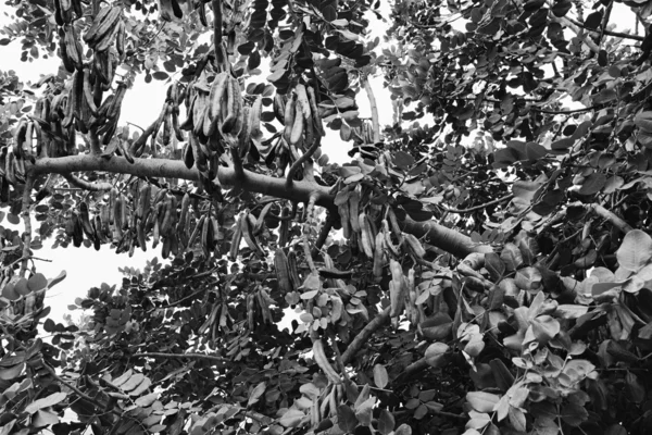 Carob árvore cheia de carobs — Fotografia de Stock