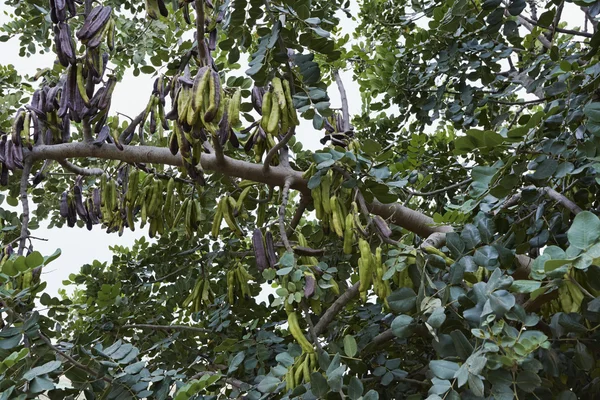 Carob árvore cheia de carobs — Fotografia de Stock