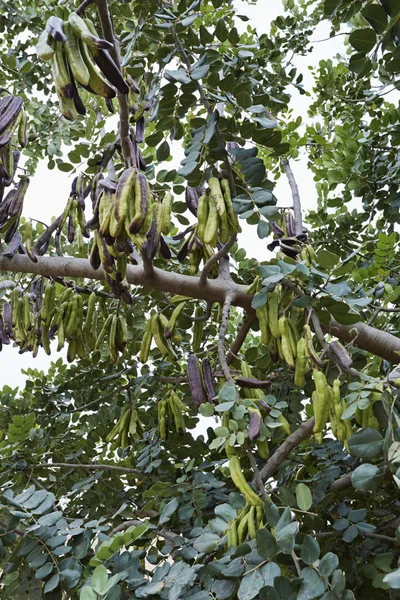 Carob 나무 샘물의 전체 — 스톡 사진