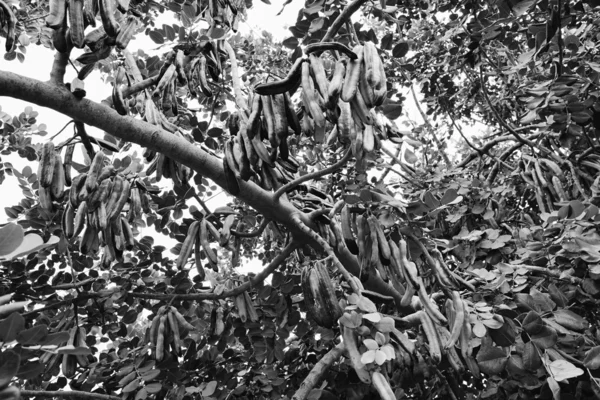 Carob árvore cheia de carobs — Fotografia de Stock