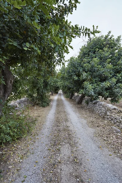 Chleb świętojański drzew i sycylijskiej mury — Zdjęcie stockowe