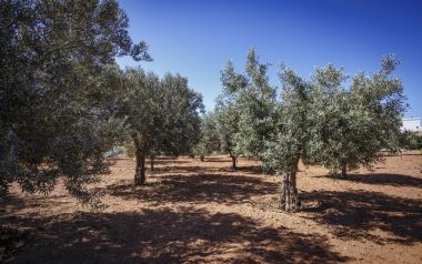 zeytin ağaçları