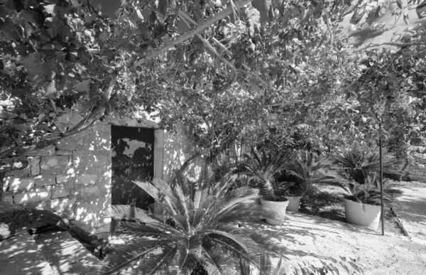 Italien Sizilien Modica Provinz Ragusa Landschaft Pflanzen Einem Steinernen Bauernhausgarten — Stockfoto