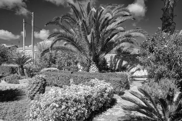 Itálie Sicílie Modica Provincie Ragusa Krajina Rostliny Stromy Kamenné Zahradě — Stock fotografie