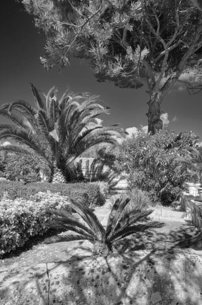 Italië Sicilië Modica Provincie Ragusa Platteland Planten Bomen Een Stenen — Stockfoto