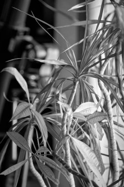 İtalya, Sicilya, özel bir evin oturma odasında bitkiler.