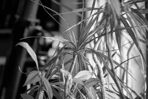 Italia Sicilia Plantas Sala Estar Una Casa Privada — Foto de Stock