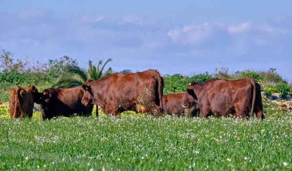 意大利 西西里 拉古萨省 乡村奶牛 — 图库照片