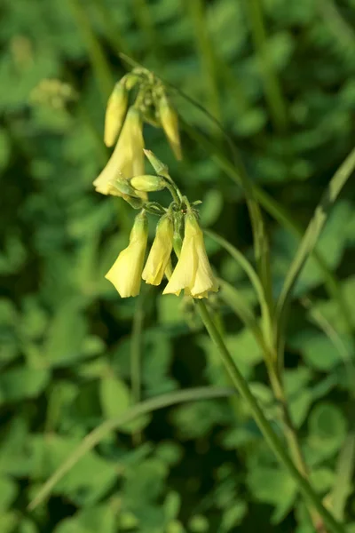 Italy Sicily Yellow Trumpet Flowers Garden — Stock Photo, Image