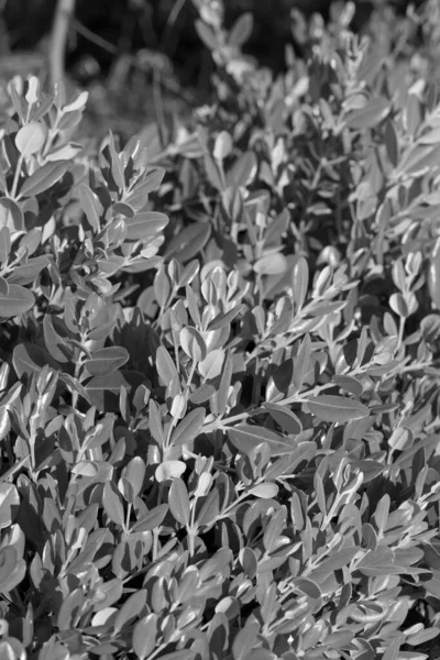 Bahçedeki Kiraz Defne Bitkileri Prunus Laurocerasus — Stok fotoğraf