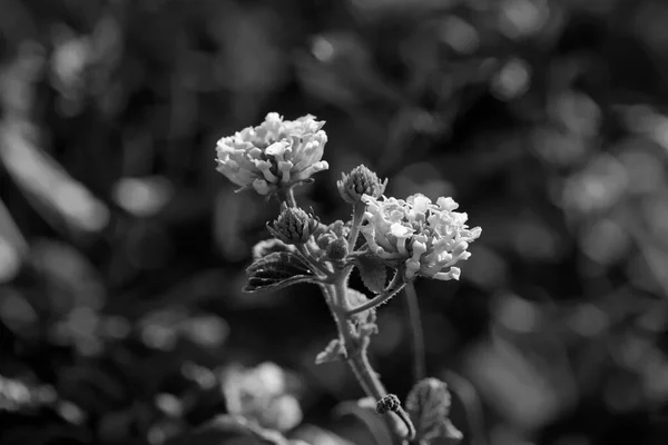 Italia Sicilia Campo Flores Blancas Campo — Foto de Stock