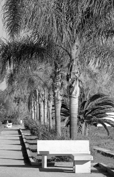 Italy Sicily Mediterranean Sea Playa Grande Ragusa Province Palm Trees — Stock Photo, Image