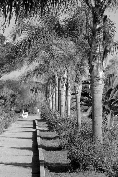 意大利 西西里 地中海 大普拉亚 拉古萨省 海滨人行道上的棕榈树 — 图库照片