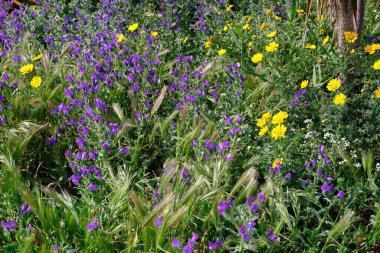 İtalya, Sicilya, kırsal, kır çiçekleri ve çimler bir tarlada
