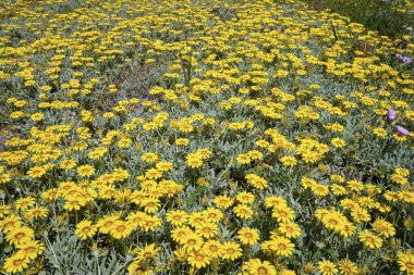 İtalya, Sicilya, kırsal bölgeler, sarı papatyalar.