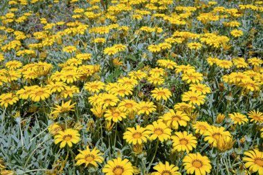 İtalya, Sicilya, kırsal bölgeler, sarı papatyalar.