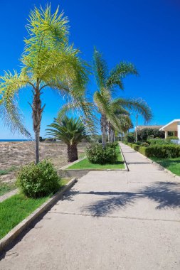 İtalya, Sicilya, Akdeniz, Playa Grande (Ragusa ili), deniz kenarında palmiye ağaçları