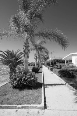 İtalya, Sicilya, Akdeniz, Playa Grande (Ragusa ili), deniz kenarında palmiye ağaçları