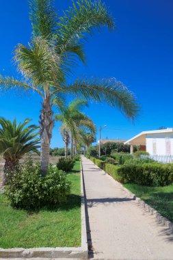 İtalya, Sicilya, Akdeniz, Playa Grande (Ragusa ili), deniz kenarında palmiye ağaçları