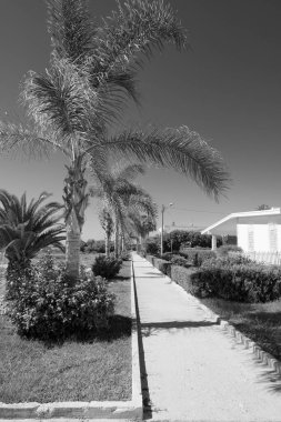 İtalya, Sicilya, Akdeniz, Playa Grande (Ragusa ili), deniz kenarında palmiye ağaçları