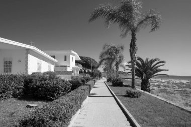 İtalya, Sicilya, Akdeniz, Playa Grande (Ragusa ili), deniz kenarında palmiye ağaçları