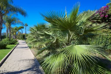 İtalya, Sicilya, Akdeniz, Playa Grande (Ragusa ili), deniz kenarında palmiye ağaçları