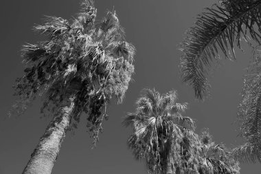 İtalya, Sicilya, Akdeniz, Playa Grande (Ragusa ili), deniz kenarında palmiye ağaçları