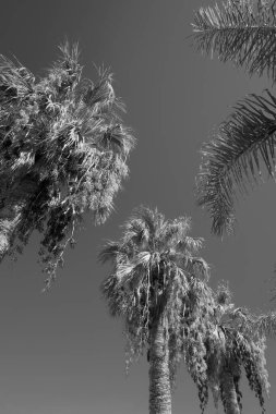 İtalya, Sicilya, Akdeniz, Playa Grande (Ragusa ili), deniz kenarında palmiye ağaçları