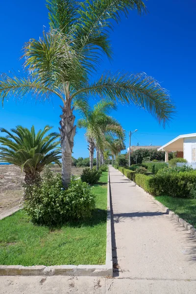 Italy Sicily Mediterranean Sea Playa Grande Ragusa Province Palm Trees — Stock Photo, Image