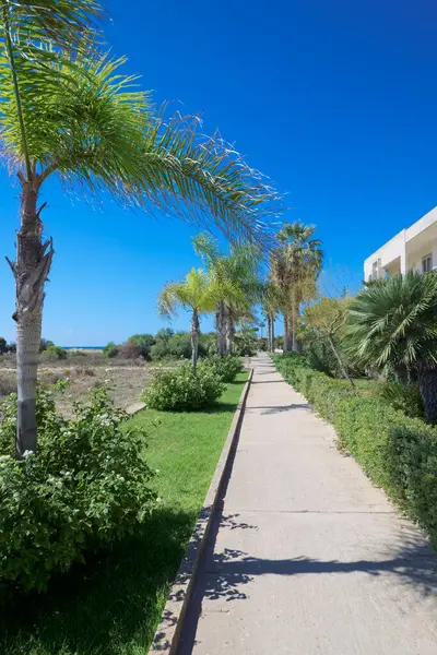 Italy Sicily Mediterranean Sea Playa Grande Ragusa Province Palm Trees — Stock Photo, Image