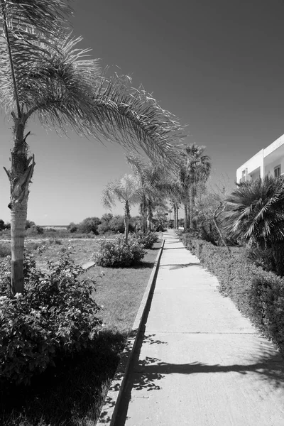 Italien Sicilien Medelhavet Playa Grande Ragusaprovinsen Palmer Vid Strandpromenaden — Stockfoto