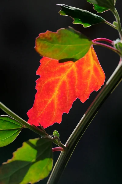 Itálie Sicílie Krajina Podzimní Suché Listy Zahradě — Stock fotografie