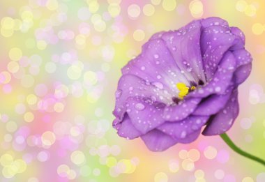 ufuk arka planda Lisianthus çiçek