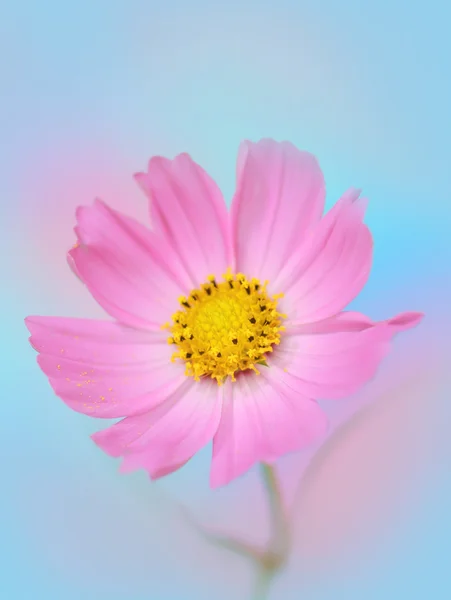 Fiore del cosmo — Foto Stock