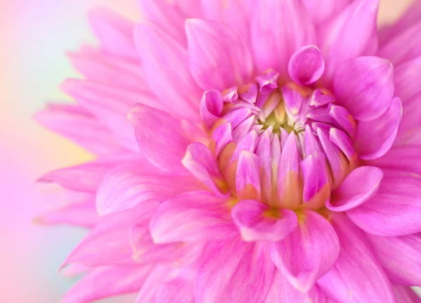 Fiore di Dahlia — Foto Stock