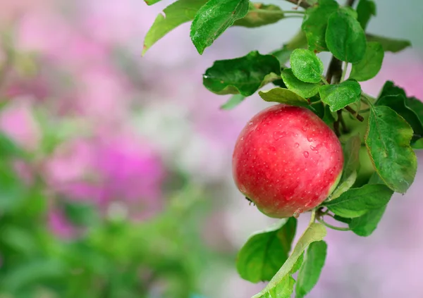 Manzana madura en el jardín — Foto de Stock