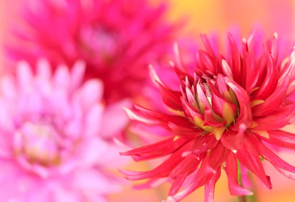 赤いダリアの花 — ストック写真