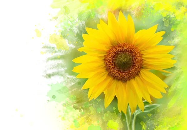 Girasole — Foto Stock