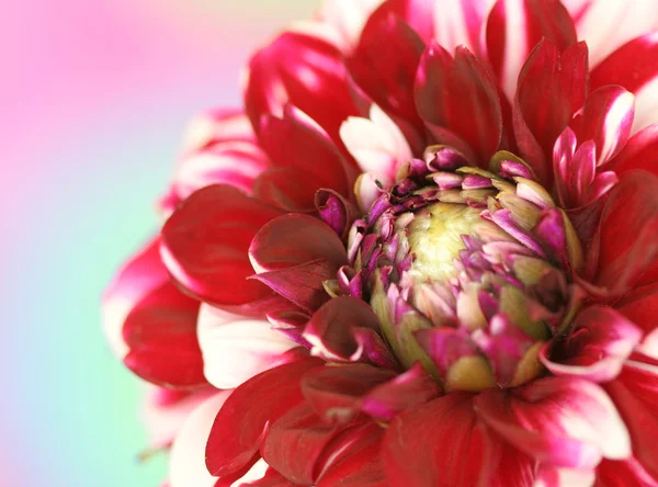 Dahlia flor no fundo pastel — Fotografia de Stock