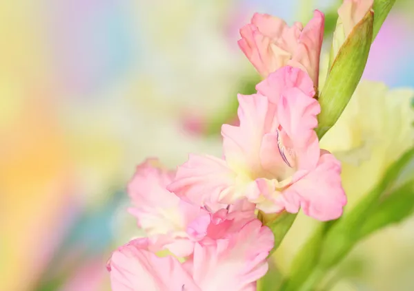 Gladiolus flower — Stock Photo, Image