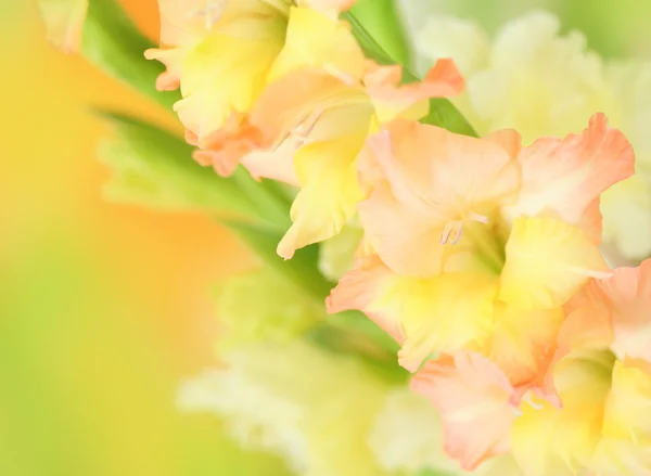 Gladiolus flor no fundo colorido — Fotografia de Stock