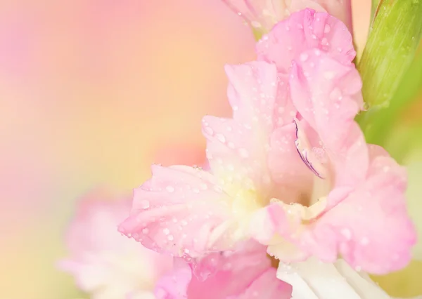 Gladiolus flor no fundo pastel — Fotografia de Stock