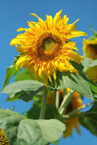 Zonnebloem — Stockfoto