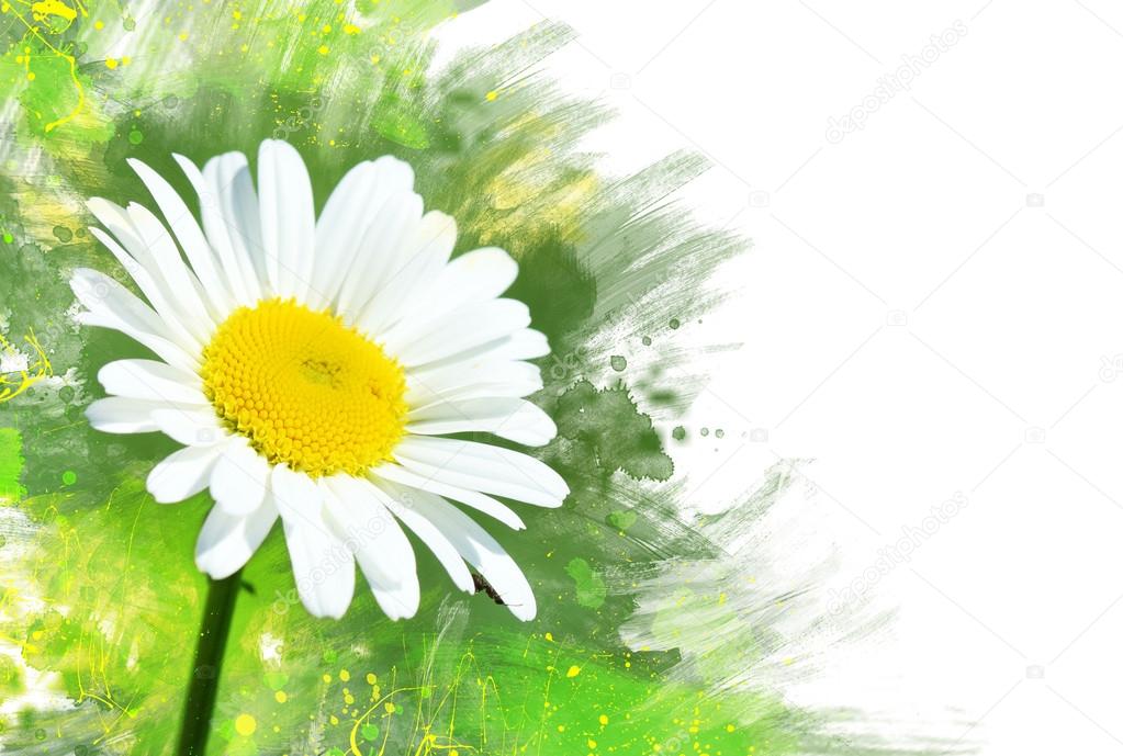 Chamomile flower.Watercolor effect