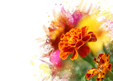 Tagetes çiçek