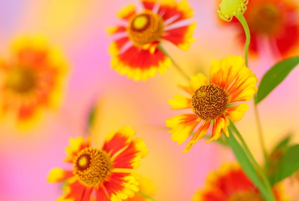 Fiori di camomilla arancione — Foto Stock