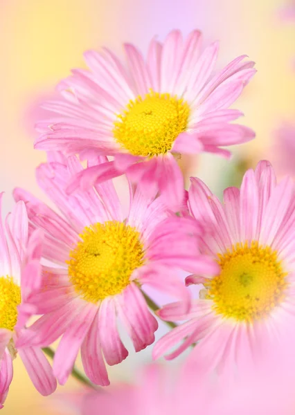 Flores de crisantemo rosa — Foto de Stock